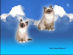 Cats float on sky