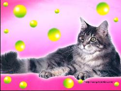 Cat #15