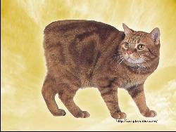 Cat #17