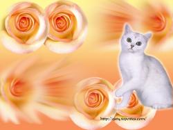 Cute and Pretty Cat