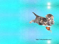 Cute and Pretty Cat #8