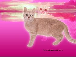 Cat #21