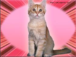 Cat #22