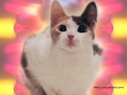 Cute and Pretty Cat #1