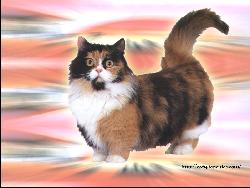 Cat #3