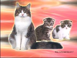 A cat and her two kittens