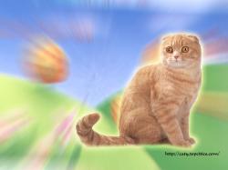 Cute and Pretty Cat #1