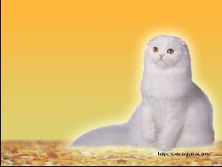 A beautiful white cat