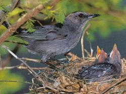 Catbird Family