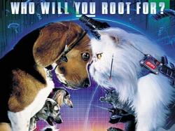 CATS and DOGS