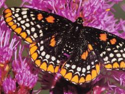 Checkerspot