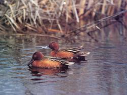 Cinnamon Teal Drake