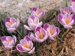Crocus