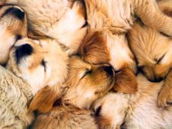 Cuddley Puppies