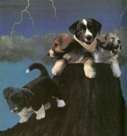 cute puppies