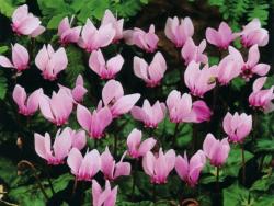Cyclamen