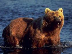 Dangerous Kodiak Bear