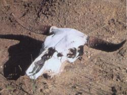 Desert Skull