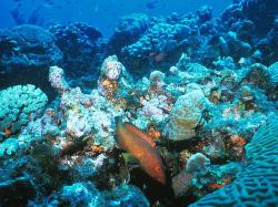 Underwater Paradise