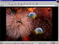 Desktop Aquarium Active Wallpaper