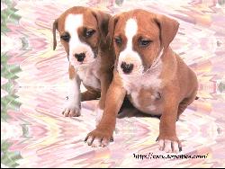 Dog #1