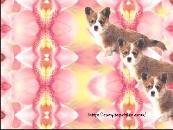 Dog #2