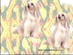 Dog #3