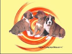 Dog #4