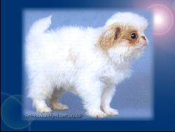 Cute little Puppy