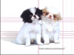 Two Cute little Puppies