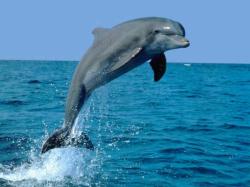 Dolphin Flying