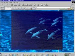 Dolphin Pod