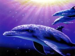 dolphins 2002