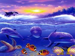 dolphins and orca