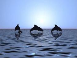 Dolphins At Sunset