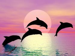 Dolphin Silhouette