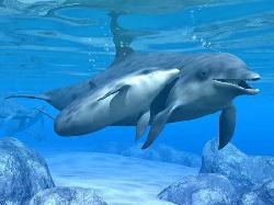 Dolphins Love