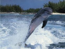 Dolphin Walk