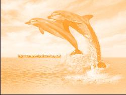 Dophin #3