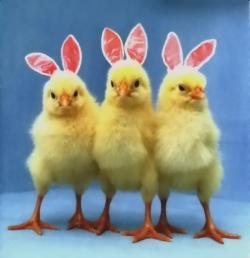 Easter Bunny Chicks