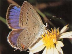Eastern Tailed Blue
