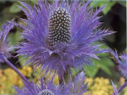 Eryngium alpinum