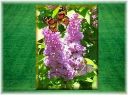 Fairy Lilacs