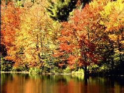 FALL LEAVES