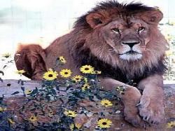 FEARLESS LION