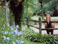 Fenced In