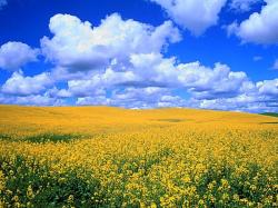 Field Of Flowers
