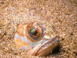 Fish In Hiding