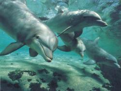 flipper 1