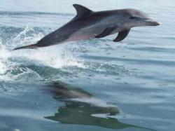 Flying Dolphin